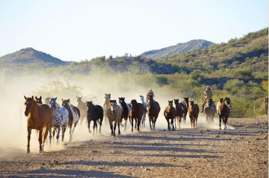 Rancho De Los Caballeros Wickenburg Dış mekan fotoğraf